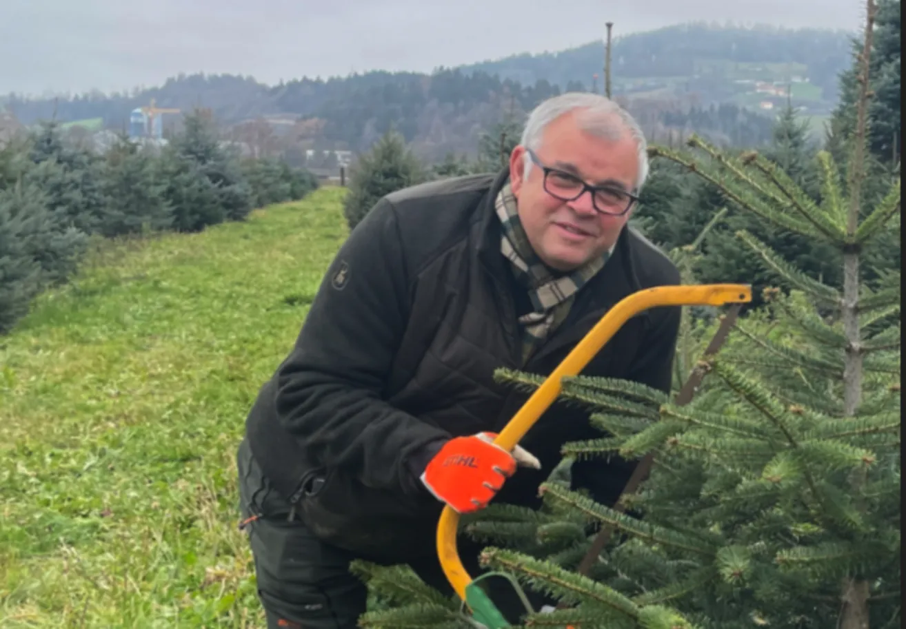 Ein Mann in einer schwarzen Jacke, einem karierten Schal und orangefarbenen Handschuhen hält eine gelbe Astschere und schneidet einen Tannenbaum in einem Grasfeld, mit Bergen im Hintergrund.
