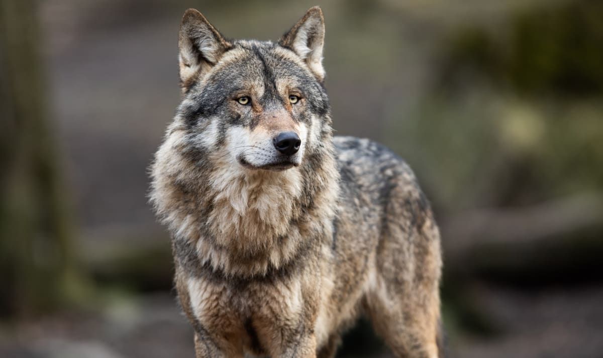Ein Nahaufnahme eines grauen und braunen Wolfes mit gelben Augen, der in einem Wald steht und aufmerksam aussieht.