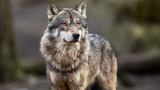 Ein Nahaufnahme eines grauen und braunen Wolfes mit gelben Augen, der in einem Wald steht und aufmerksam aussieht.