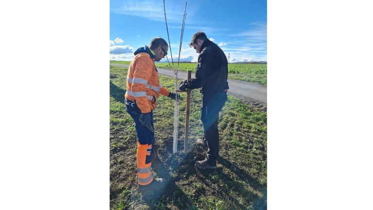 Zwei Männer in Arbeitskleidung pflanzen einen jungen Baum auf einem Feld, wobei einer einen Stock hält und der andere eine Schaufel benutzt.