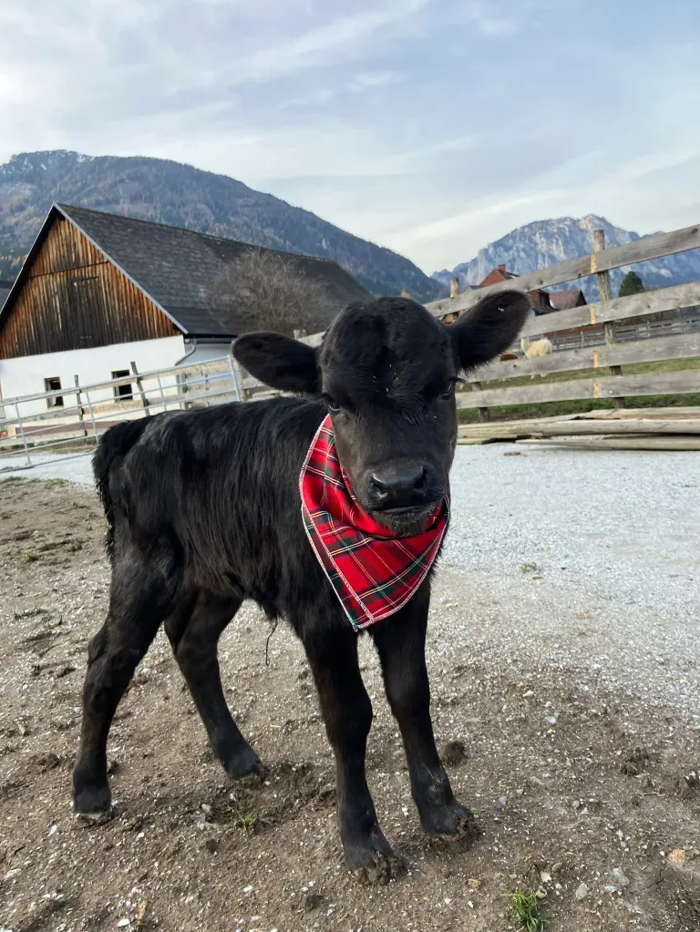 Ein schwarzes Kalb mit einem roten karierten Halstuch steht vor einer Scheune mit Bergen im Hintergrund.