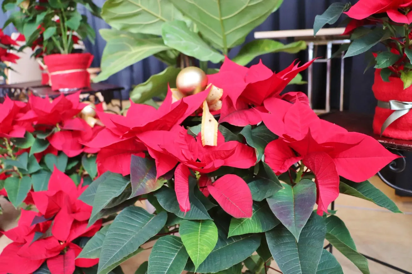 A close-up of vibrant red poinsettia flowers surrounded by lush green leaves, with golden ornaments and a blue background.