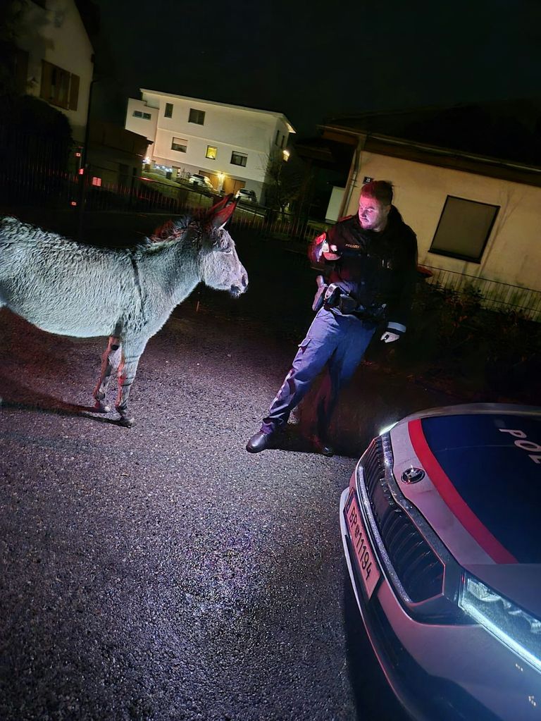 Ein Polizist unterhält sich mit einem Esel auf einer Straße in der Nacht. Der Esel steht auf der Straße, und der Beamte hält eine Taschenlampe in der Hand.