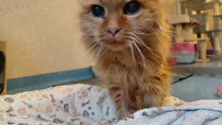 An orange cat with blue eyes stands on a towel in a room with a beige wall.