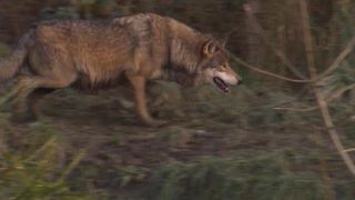 A wolf with a light brown coat is walking through a forest at night, its mouth slightly open.