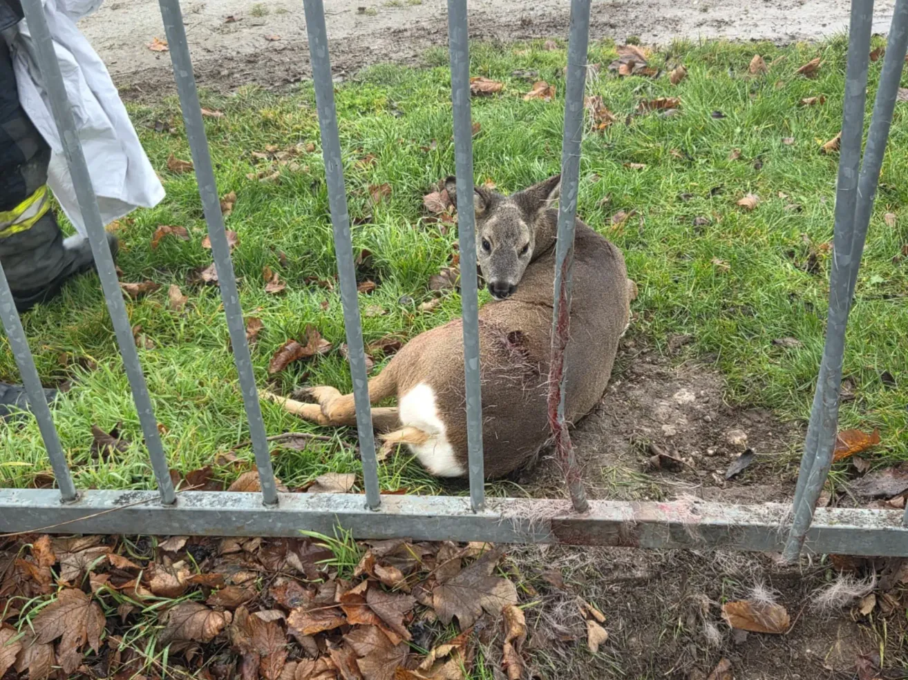 Ein verletztes Reh liegt mit dem Kopf auf einem Metallzaun, umgeben von Gras und gefallenen Blättern.