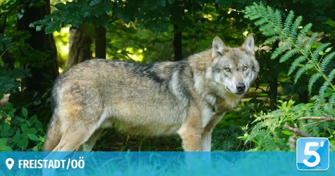 A gray wolf stands alert in a forest, surrounded by lush greenery and ferns. The wolf has sharp eyes and is looking straight ahead.