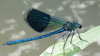 A close-up of a dragonfly with blue and green wings perched on a leaf near a water body.