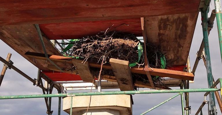 Ein Nest aus Zweigen und getrocknetem Gras ist mit grünen Riemen an einer Holzkonstruktion unter einer Brücke befestigt.