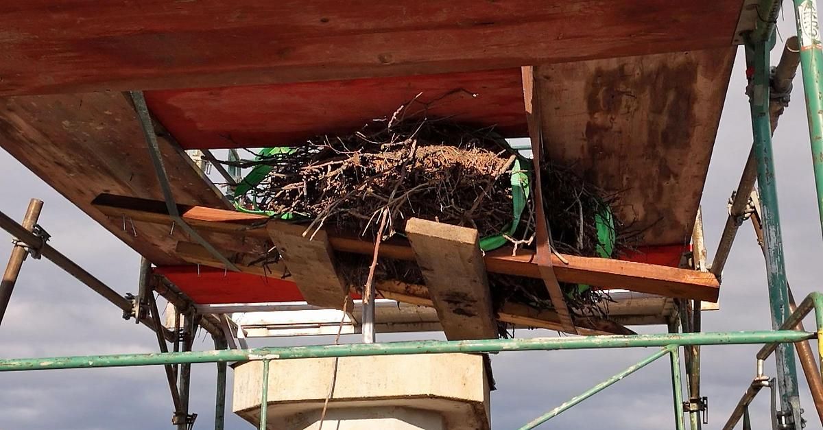 Ein Nest aus Zweigen und getrocknetem Gras ist mit grünen Riemen an einer Holzkonstruktion unter einer Brücke befestigt.