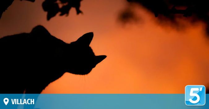 Eine Silhouette einer Katze mit aufgerichteten Ohren, die gegen einen untergehenden Himmel schaut. Unten im Bild steht 'VILLACH' und eine '5' in einem blauen Kasten.