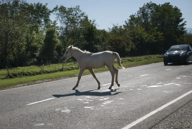 Ein weißes Pferd läuft auf einer Straße mit einer Grasfläche und Bäumen auf beiden Seiten. Der Schatten des Pferdes fällt auf die Straße.
