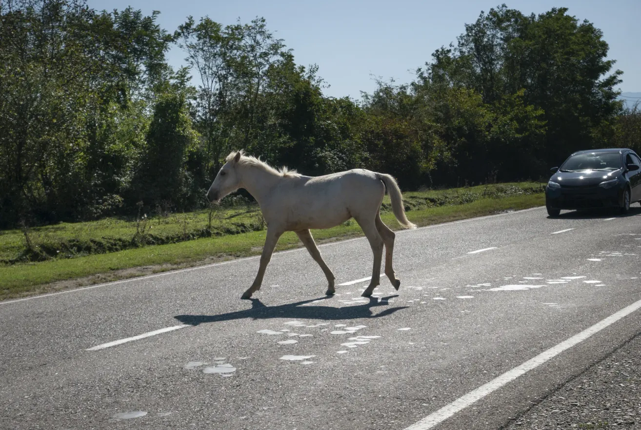 Ein weißes Pferd läuft auf einer Straße mit einer Grasfläche und Bäumen auf beiden Seiten. Der Schatten des Pferdes fällt auf die Straße.