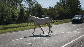 Ein weißes Pferd läuft auf einer Straße mit einer Grasfläche und Bäumen auf beiden Seiten. Der Schatten des Pferdes fällt auf die Straße.