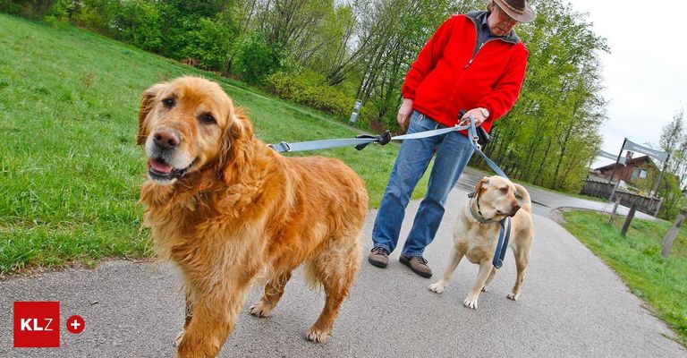 Ein Mann geht mit zwei Hunden an der Leine auf einem gepflasterten Weg in einem Park. Ein Hund ist braun und der andere gelb.