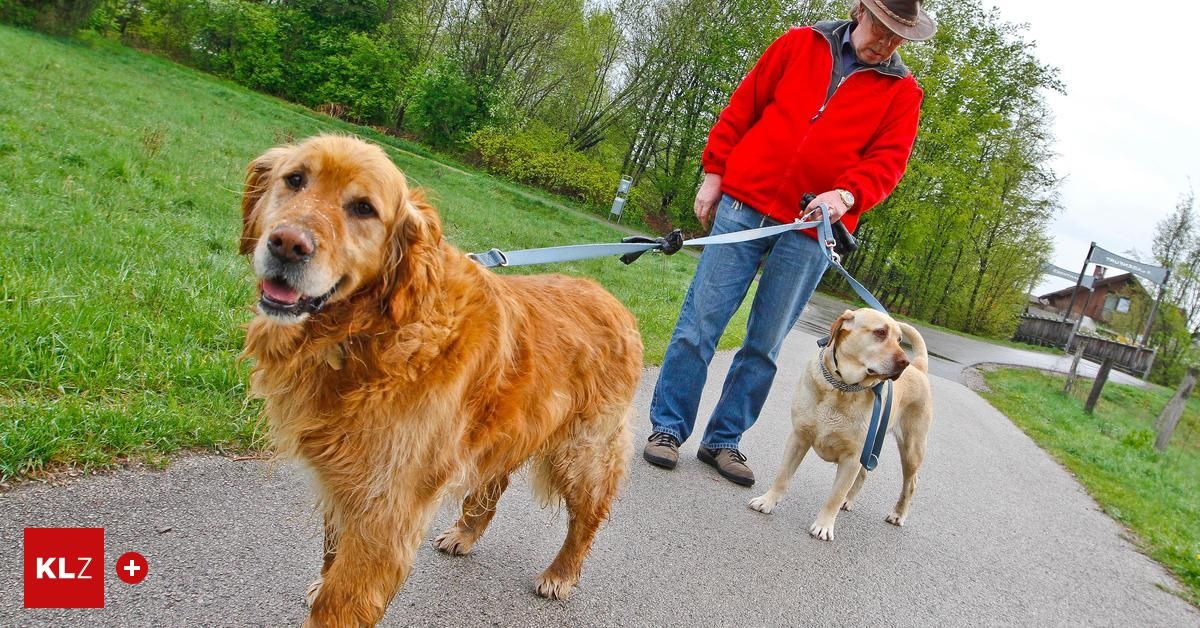 Ein Mann geht mit zwei Hunden an der Leine auf einem gepflasterten Weg in einem Park. Ein Hund ist braun und der andere gelb.