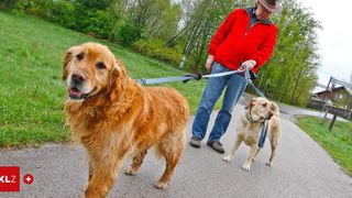 Ein Mann geht mit zwei Hunden an der Leine auf einem gepflasterten Weg in einem Park. Ein Hund ist braun und der andere gelb.