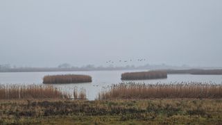 Eine neblige Landschaft mit einem See, zwei kleinen Inseln und hohen Schilfrohr. Mehrere Vögel fliegen über dem Wasser.