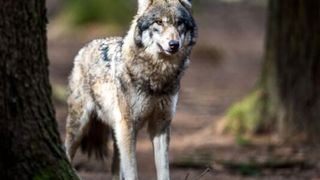 Ein grauer und schwarzer Wolf steht wach in einem Wald, mit einem Baumstamm links und verschwommenen Bäumen im Hintergrund.