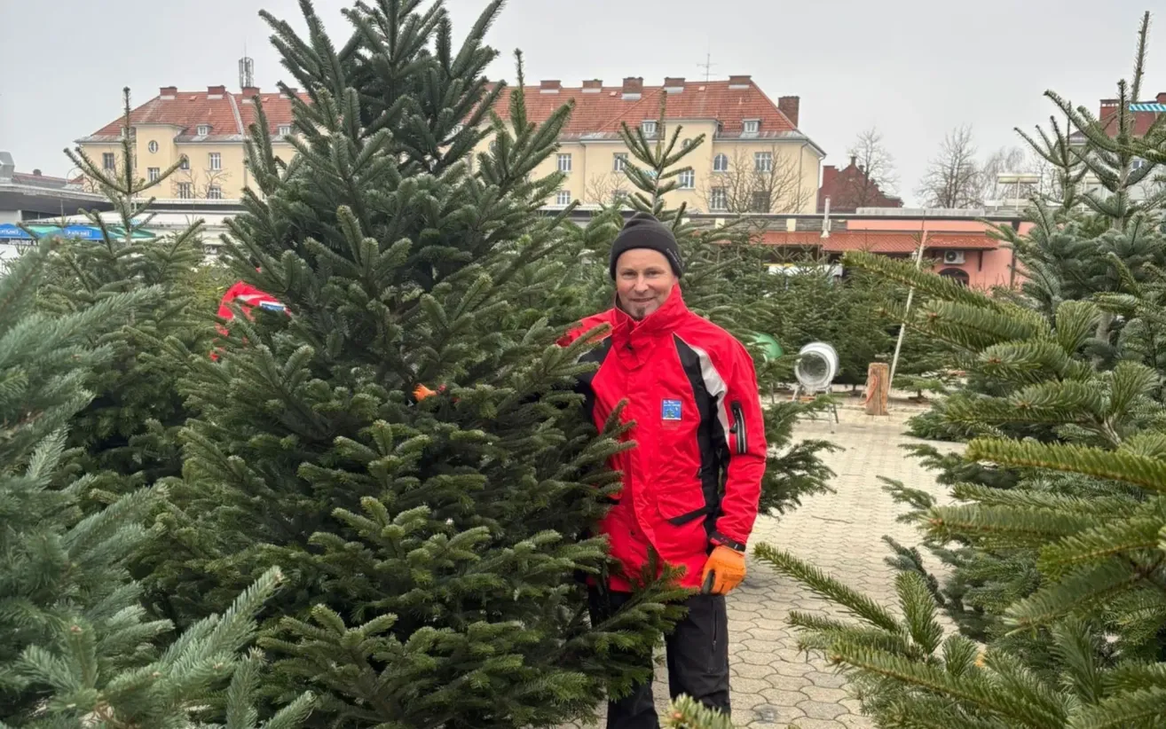 A man in a red jacket and orange gloves stands next to a large pine tree in a Christmas tree market, with a building in the background.