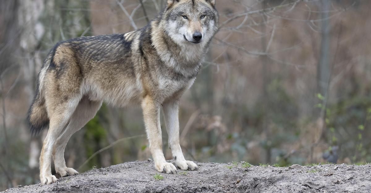 Ein grau-schwarzer Wolf mit auffallend blauen Augen steht aufmerksam auf einem kleinen Hügel im Wald.