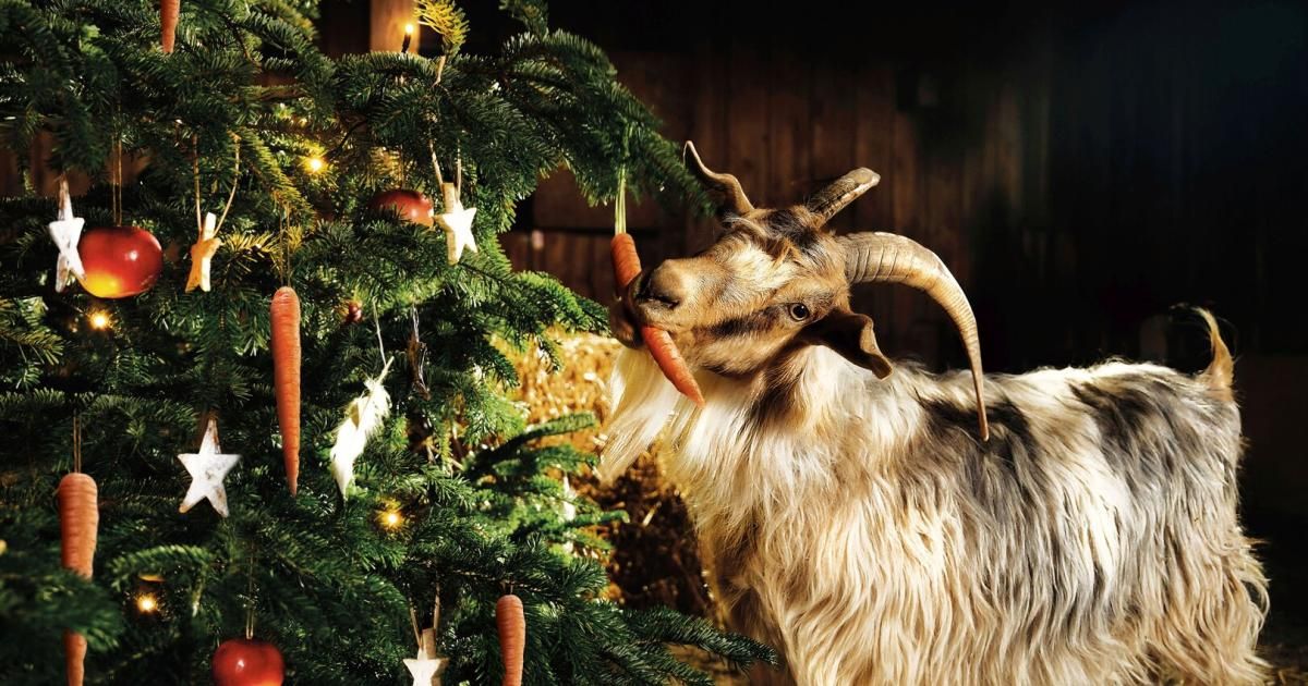 Ein Ziegenbock steht vor einem geschmückten Weihnachtsbaum und kaut auf einer Karotte. Der Baum hat Ornamente, Sterne und Lichter. Der Bock hat lange Hörner und einen weißen Bart.