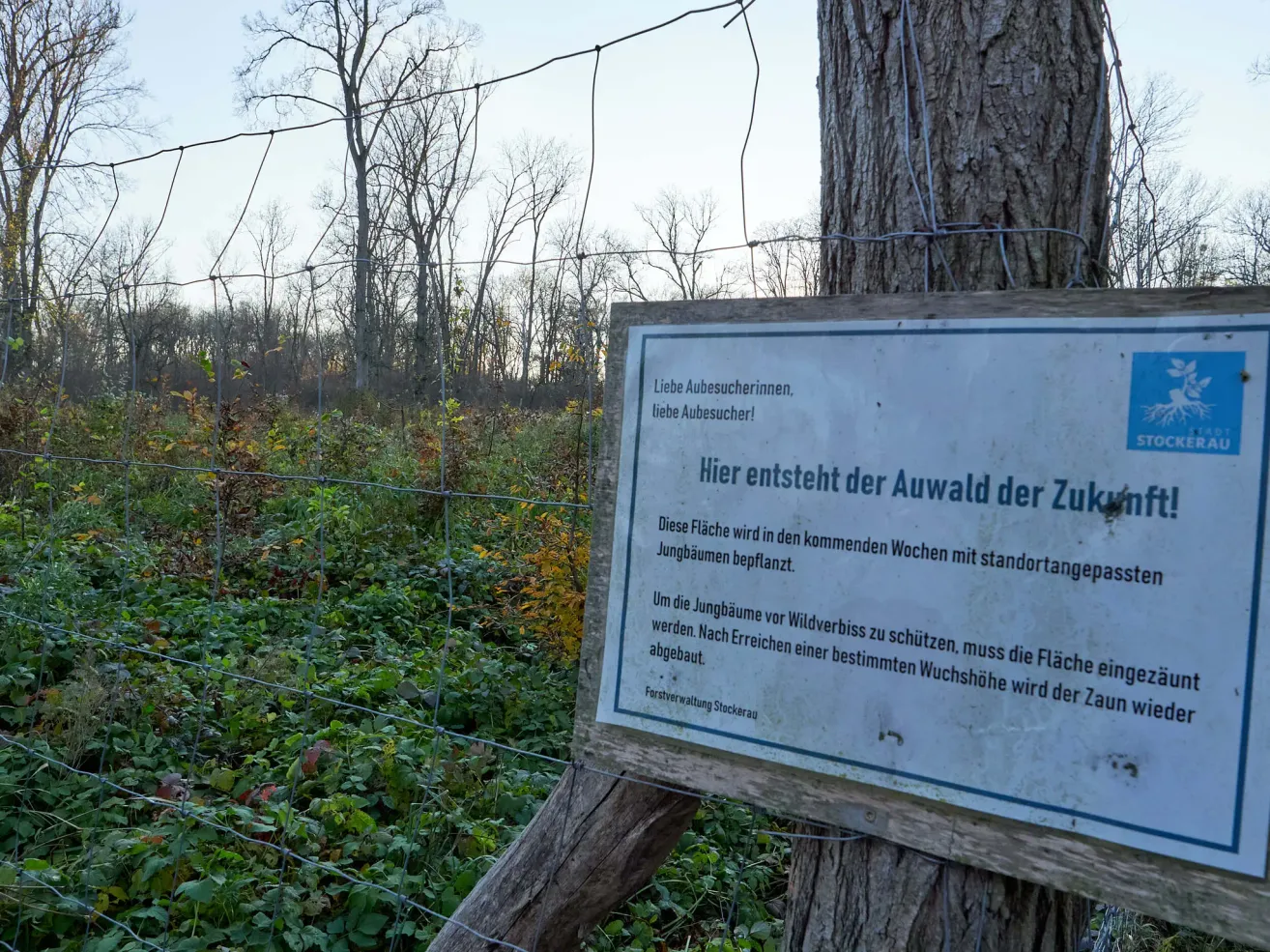 Ein Schild in einem Waldgebiet besagt: 'Hier entsteht der Auwald der Zukunft.' Es wird auch erwähnt, dass junge Bäume in den kommenden Wochen gepflanzt werden und Besucher werden gebeten, das Gebiet zu meiden, bis sie gewachsen sind.