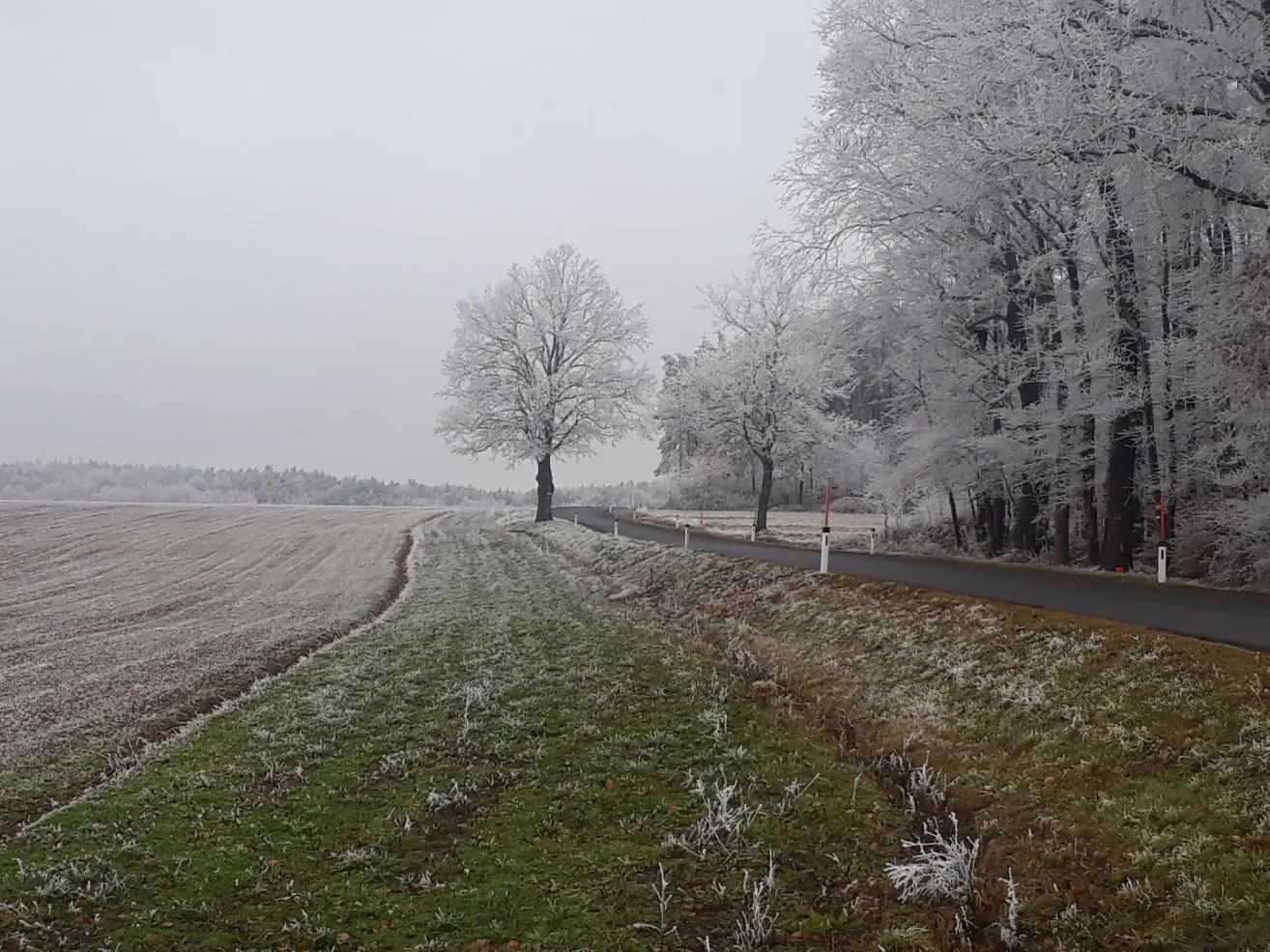 Eine Winterszene mit einem verschneiten Baum und einem grasigen Feld entlang einer Straße, unter einem grauen Himmel.