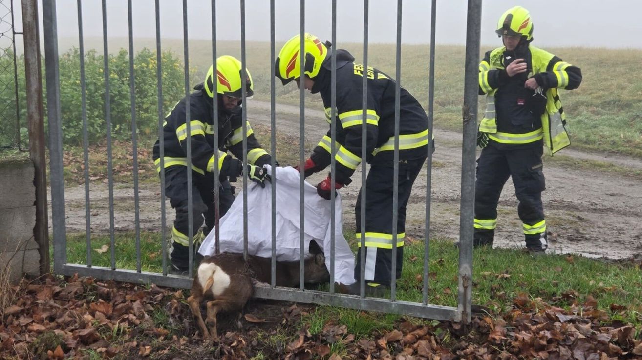 Zwei Feuerwehrleute mit gelben Helmen retten ein in einem Zaun gefangenes Reh. Das Reh liegt mit verhedderten Hinterbeinen auf dem Boden.