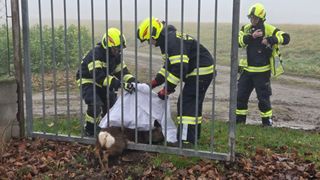 Zwei Feuerwehrleute mit gelben Helmen retten ein in einem Zaun gefangenes Reh. Das Reh liegt mit verhedderten Hinterbeinen auf dem Boden.