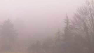 Eine neblige Waldlandschaft mit Bäumen, die durch den Nebel kaum sichtbar sind. Die Atmosphäre ist dicht mit Nebel erfüllt und verdeckt die Details der Umgebung.