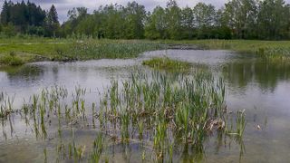 Ein ruhiges Feuchtgebiet mit hohen Gräsern und einem kleinen Teich, umgeben von einem dichten Wald mit grünen Bäumen.