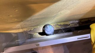 A close-up view of a bird's nest on a wooden ceiling with a spider web nearby. The nest is partially visible through a hole.