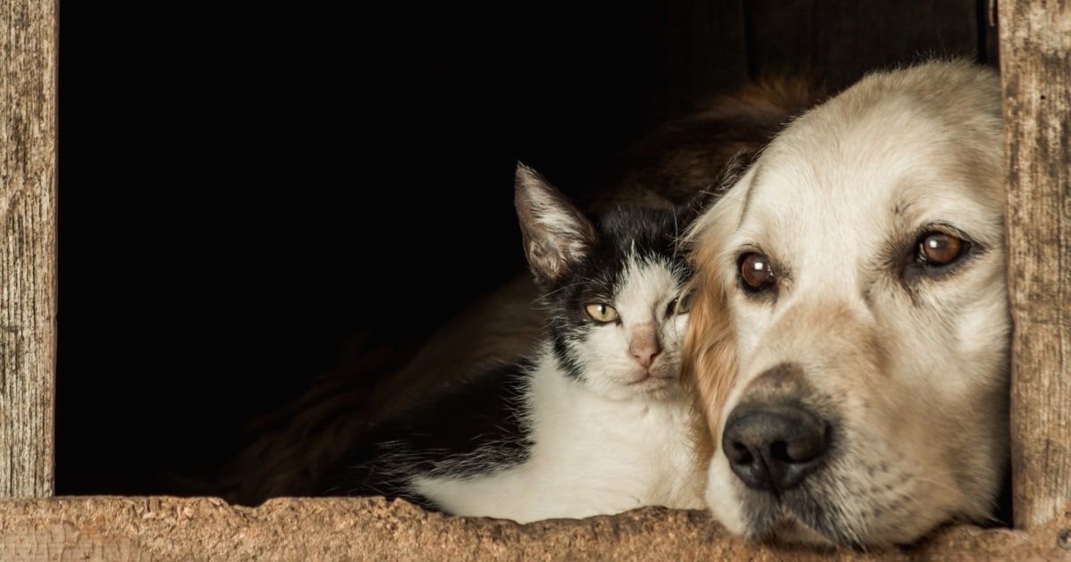 A black and white cat and a golden retriever are lying close together, possibly in a shelter or home.