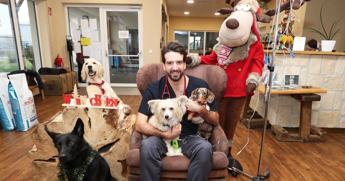 Ein Mann auf einem Stuhl hält zwei Hunde, einer mit einem Stethoskop um den Hals. Hinter ihm steht ein Rentier-Mascot und ein Hund mit einem Weihnachtspullover. Links neben ihm sitzt ein schwarzer Hund in der Nähe eines Weihnachtsbaums.