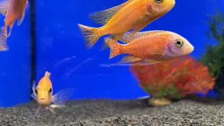 Drei orangefarbene Fische schwimmen in einem Aquarium mit blauem Hintergrund. Die Fische haben schwarze Flossen und sind unterschiedlich groß.