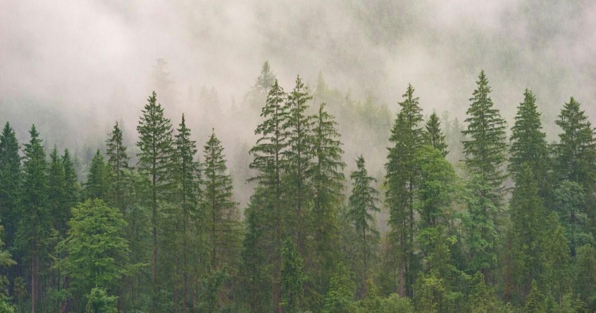 Ein dichter Wald mit hohen Bäumen, hauptsächlich Nadelbäumen, in Nebel gehüllt. Die Bäume sind gleichmäßig verteilt, mit einer dichten Krone aus grünem Laub.
