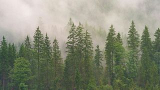 Ein dichter Wald mit hohen Bäumen, hauptsächlich Nadelbäumen, in Nebel gehüllt. Die Bäume sind gleichmäßig verteilt, mit einer dichten Krone aus grünem Laub.