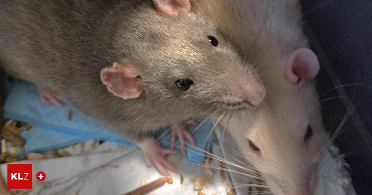 Ein Nahaufnahme von zwei Ratten, eine grau und eine weiß, wobei die graue Ratte nach links und die weiße Ratte nach rechts schaut. Die graue Ratte hat ein rosa Ohr, während die weiße Ratte einen weißen Körper und rosa Ohren hat.