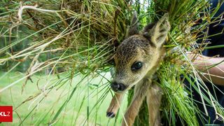 Ein junges Reh steht inmitten hoher Gräser, sein Kopf ragt heraus und schaut mit neugierigen grünen Augen umher.