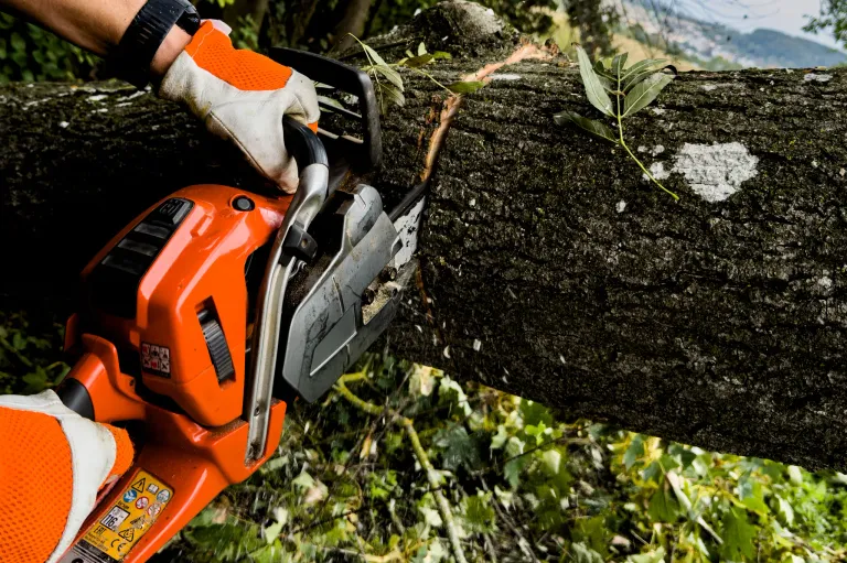 Eine Person benutzt eine orange Kettensäge, um einen Ast von einem Baum zu schneiden, die Säge befindet sich über dem Ast.