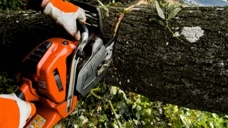 Eine Person benutzt eine orange Kettensäge, um einen Ast von einem Baum zu schneiden, die Säge befindet sich über dem Ast.