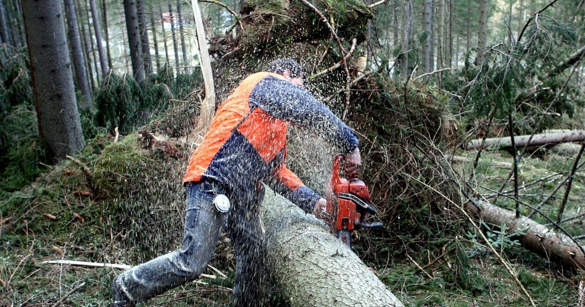 Ein Mann in einem orangefarbenen Sicherheitsweste schneidet einen umgestürzten Baum mit einer Kettensäge im Wald.