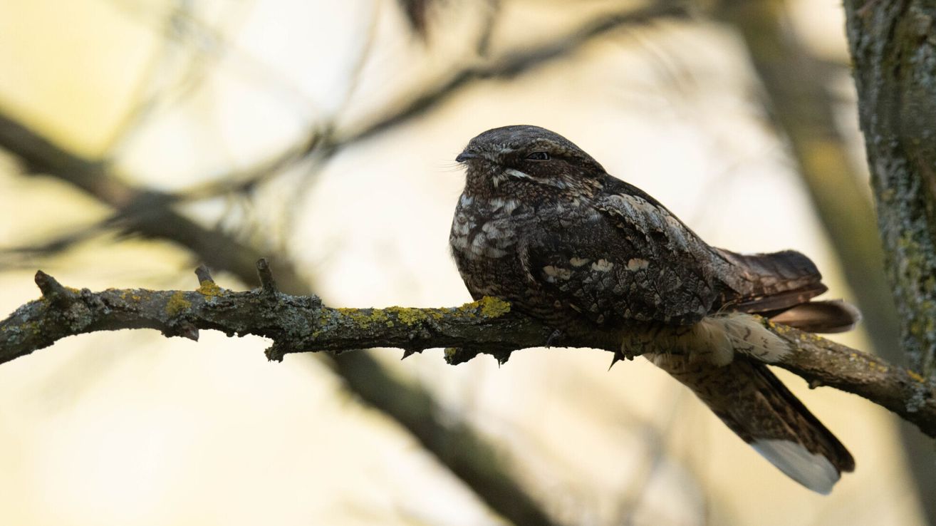 Ein Vogel mit gefleckten Federn sitzt auf einem Ast mit sichtbarem Flechten. Der Hintergrund ist unscharf mit Anzeichen von Grün.