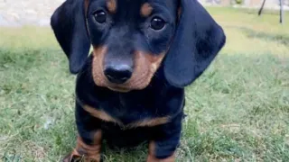 Ein kleiner schwarz-brauner Dackelwelpe sitzt auf einem Rasen und schaut nach links.