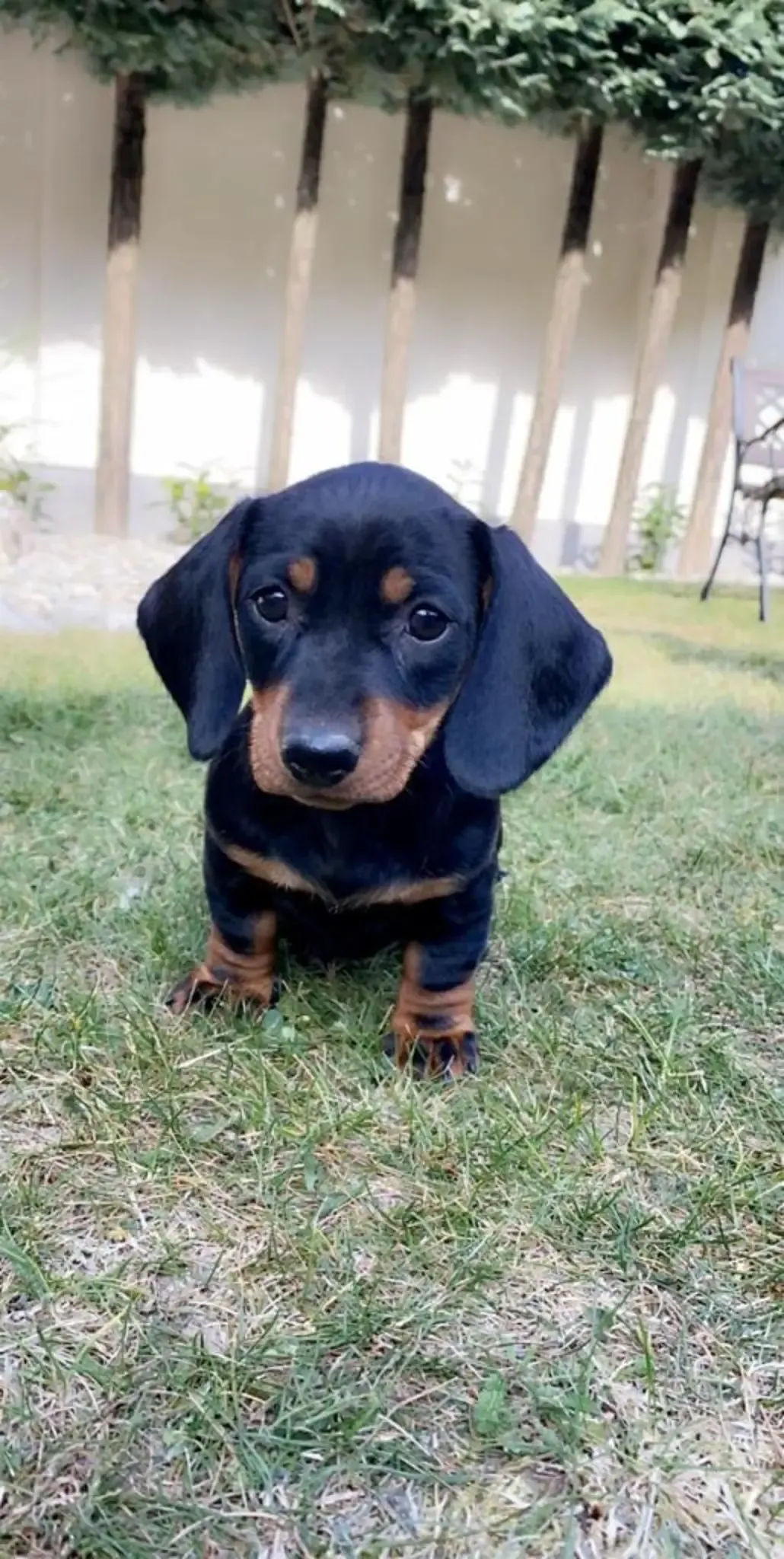 Ein kleiner schwarz-brauner Dackelwelpe sitzt auf einem Rasen und schaut nach links.
