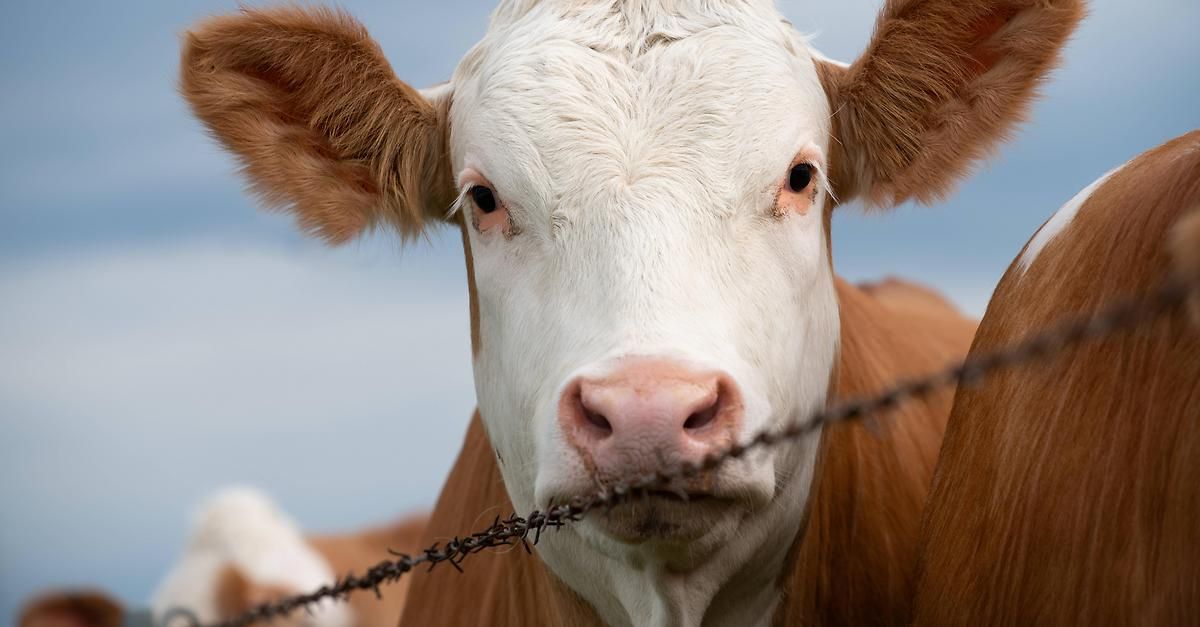 Ein Nahaufnahme des Gesichts einer Kuh mit einem Stacheldrahtzaun im Vordergrund. Die Kuh hat braune Ohren, ein weißes und braunes Fell und ihre Augen schauen geradeaus.