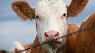 Ein Nahaufnahme des Gesichts einer Kuh mit einem Stacheldrahtzaun im Vordergrund. Die Kuh hat braune Ohren, ein weißes und braunes Fell und ihre Augen schauen geradeaus.