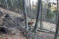 Eine Person in einer roten Jacke und Helm räumt Trümmer in einem Wald, umgeben von umgestürzten Ästen und Bäumen.