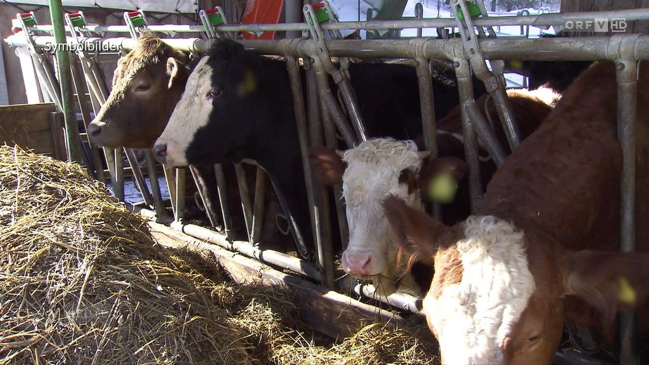 Mehrere Kühe fressen Heu in einer Scheune, wobei sie durch Metallstäbe getrennt sind. Einige Kühe sind schwarz-weiß, andere braun.